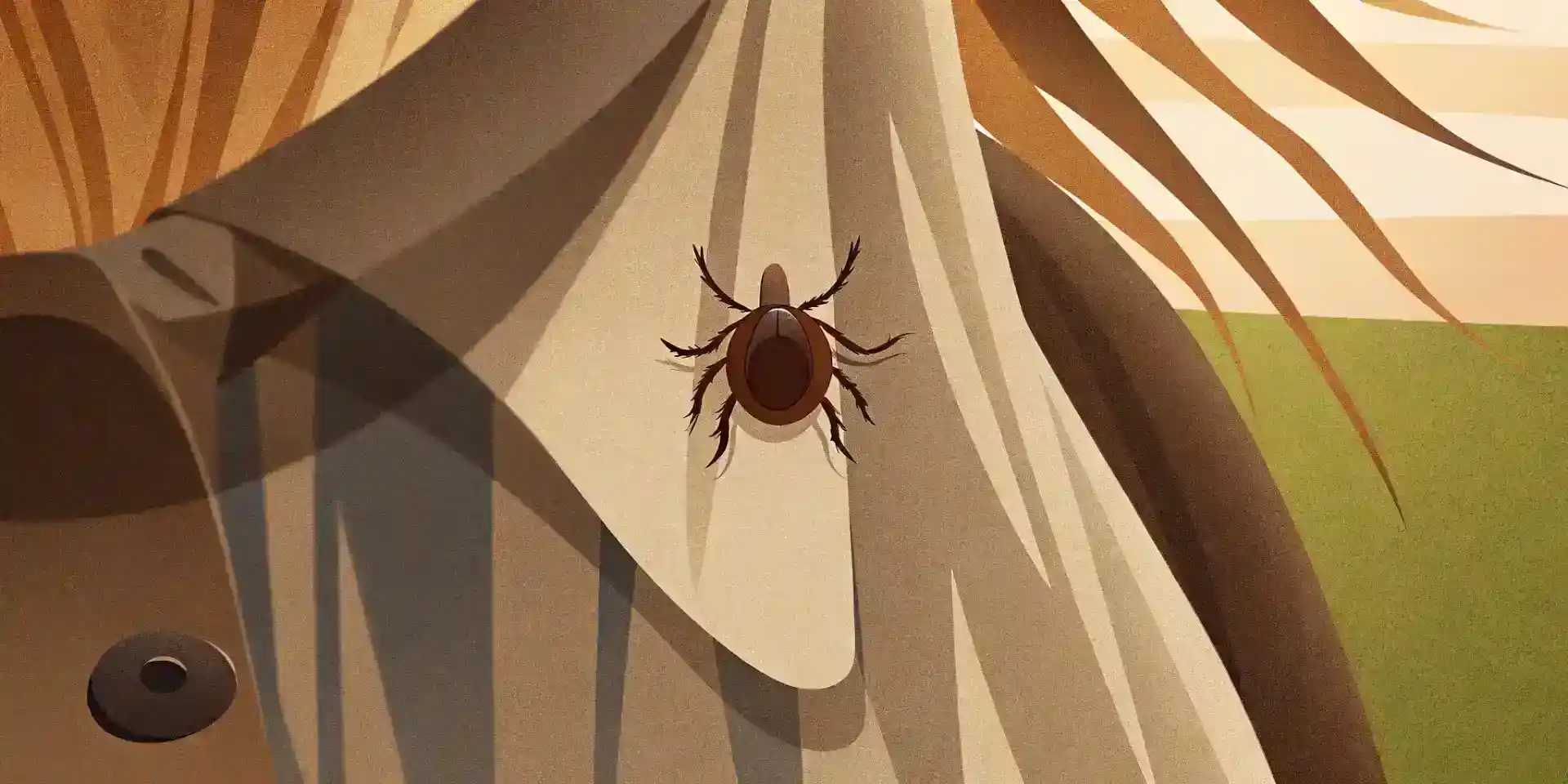 Close up of a tick on a dog's fur