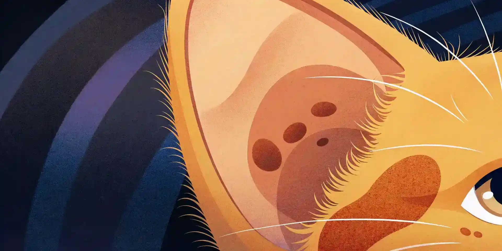 Close-up of a kitten's ear, showing potential signs of ear mites
