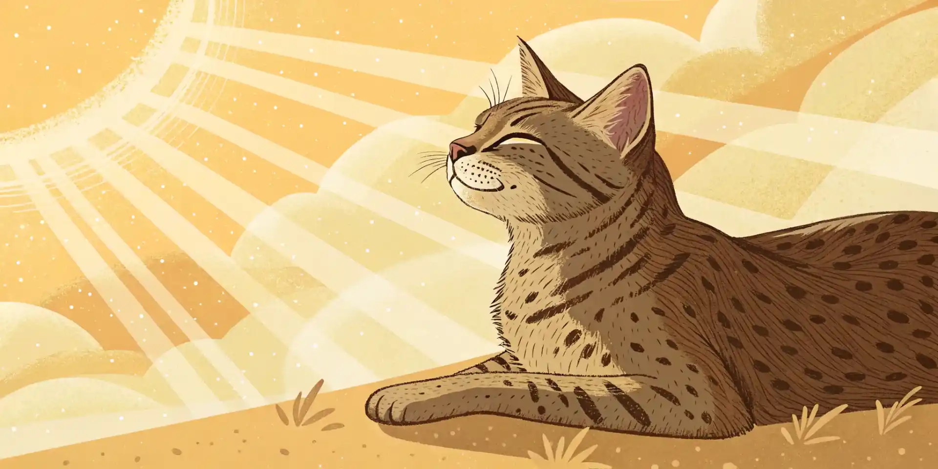 A serene adult cat lying in a sunbeam, looking content.