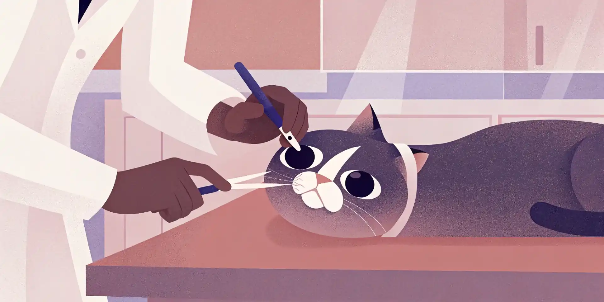 Veterinarian performing a dental cleaning on a cat