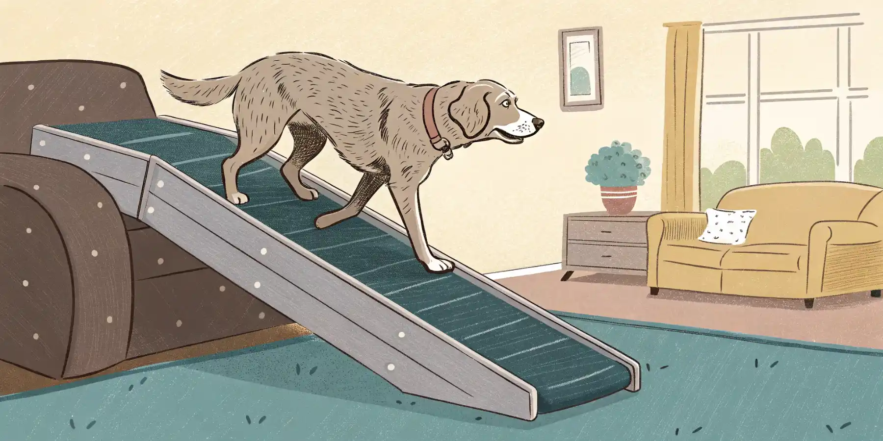 A senior dog using a ramp to get onto a couch