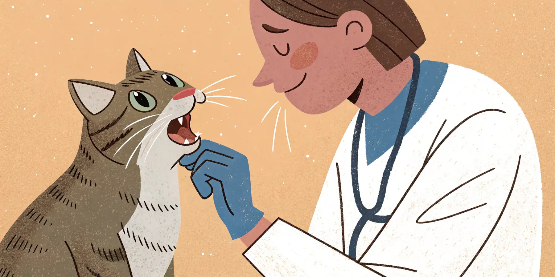 A veterinarian examining a senior cat's teeth during a check-up