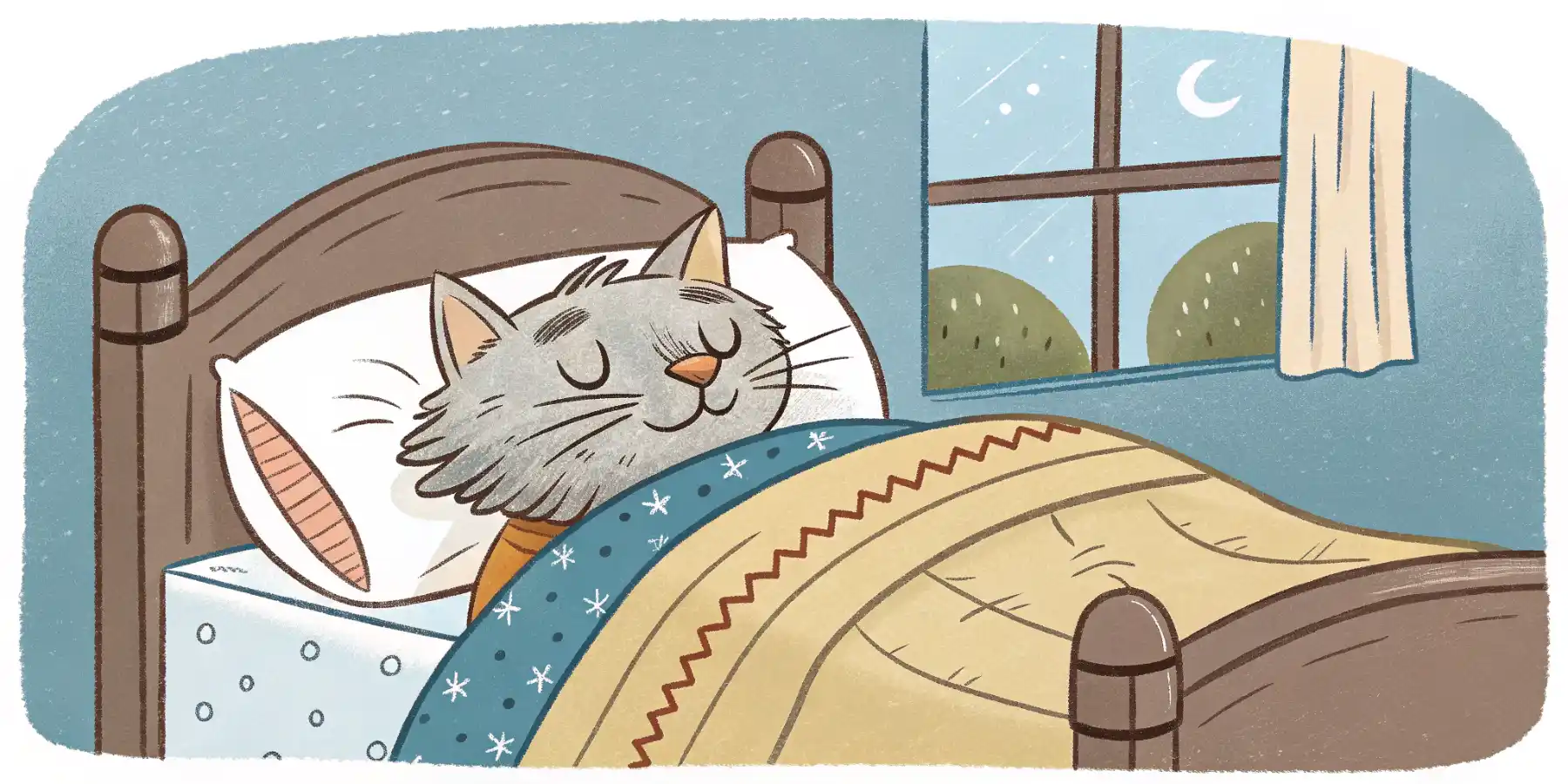 Senior cat sleeping in a comfortable bed